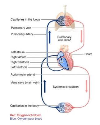  Vascular: A Journey into the Heartbeat of Life